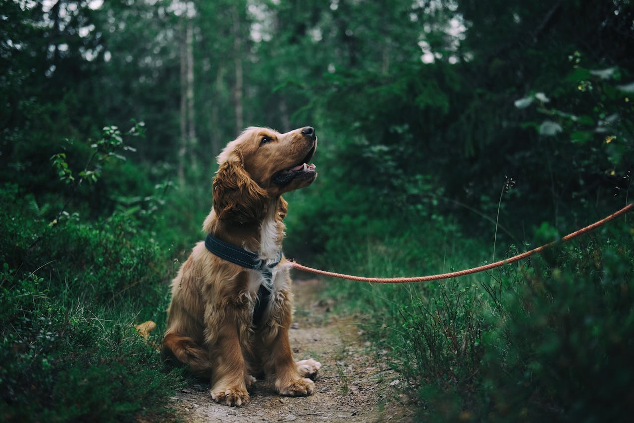 Waarom verboden voor honden borden cruciaal zijn