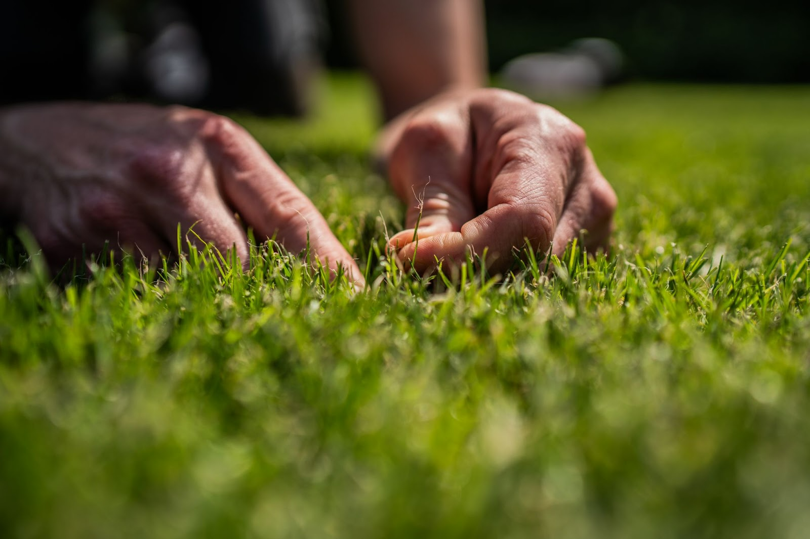Sproeien van nieuwe graszoden: hoe lang en hoe vaak?